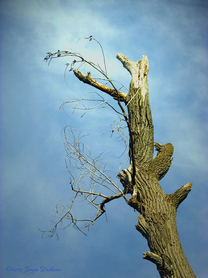 Birds Perched In A Dead Tree Two Photograph by Joyce Dickens