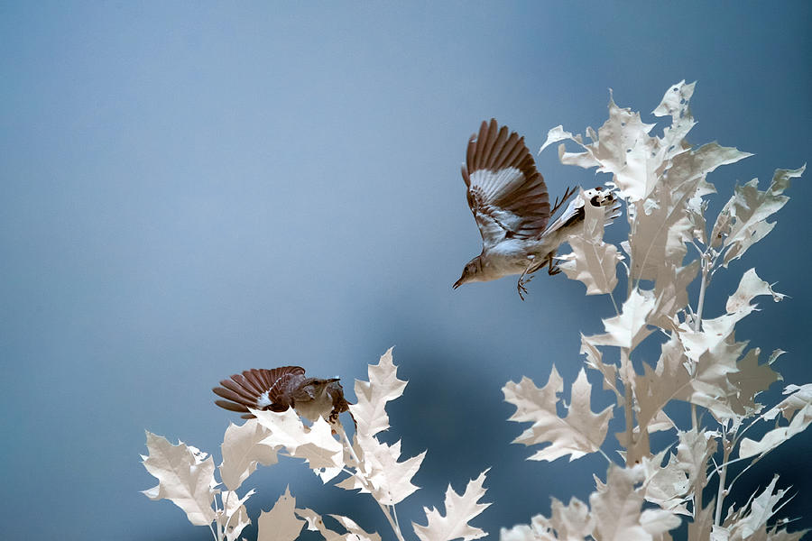 Birds Playing in Infrared Photograph by Brian Hale