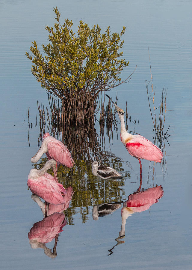 Birds, Reflections, and Mangrove Bush Photograph by Dorothy Cunningham