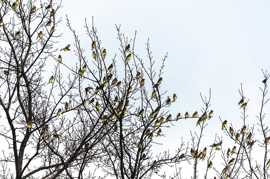 Birds Resting in Garden Tree Photograph by Sandra Nesbit