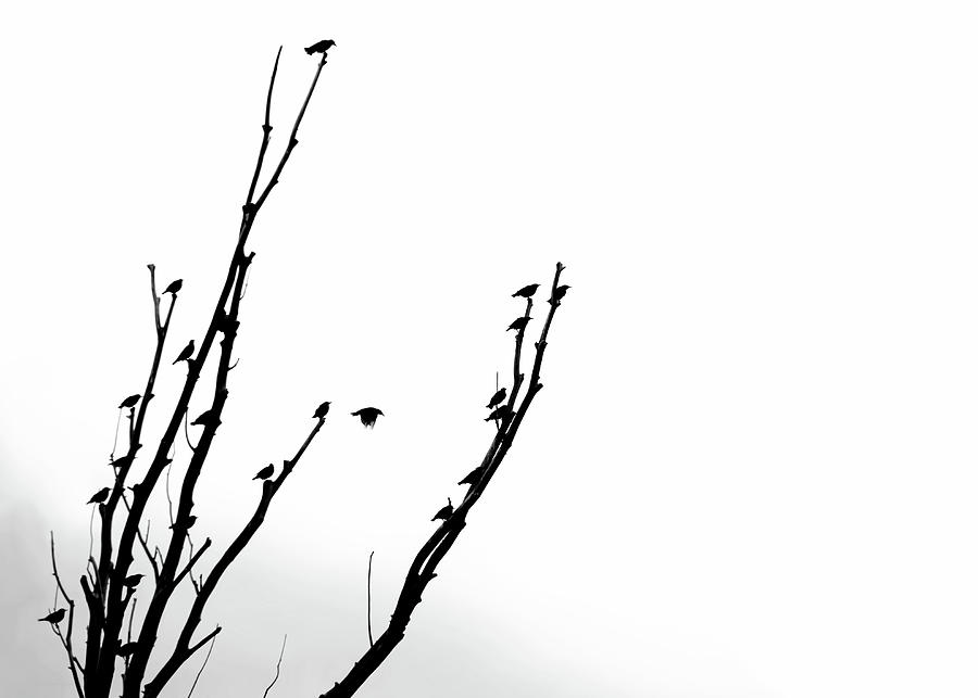 Birds Silhouette in Tree Black and White Photograph by Jennie Marie Schell