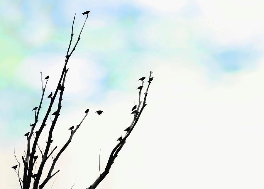 Birds Silhouette in Tree Blue Photograph by Jennie Marie Schell