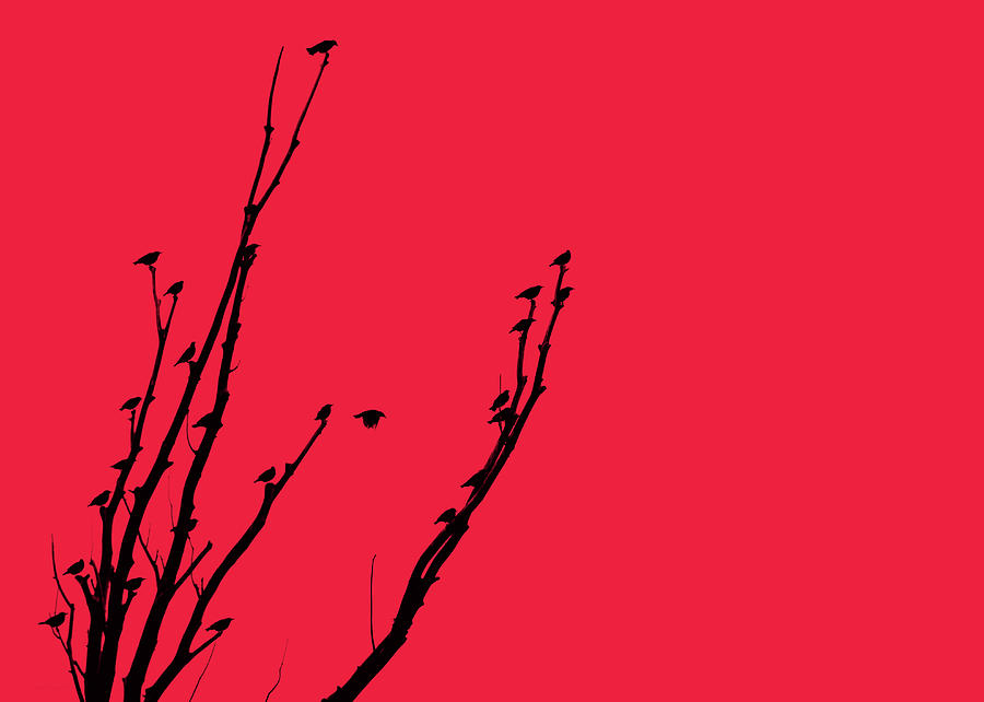 Birds Silhouette Red Photograph by Jennie Marie Schell