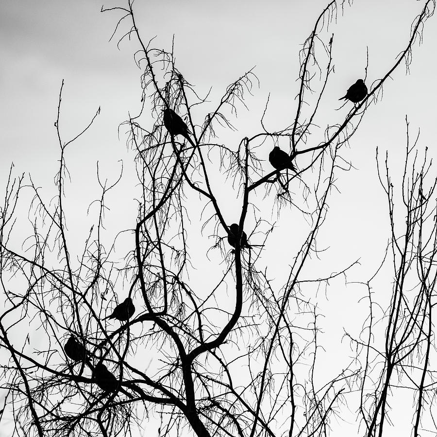Birds silhouette Photograph by Vishwanath Bhat