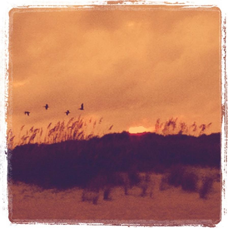 Sunset Photograph - Birds, Sunset, Sand, Ocean by Samantha Charles