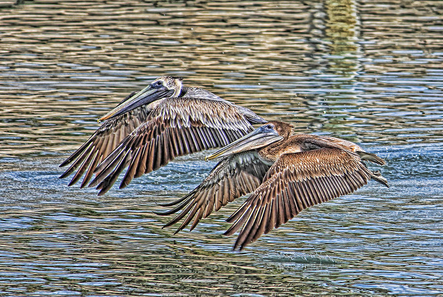 Birds - Brown Pelican - Tandem Flight  Photograph by HH Photography of Florida