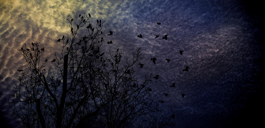Birds Trees and Evening Sky Photograph by Peter V Quenter