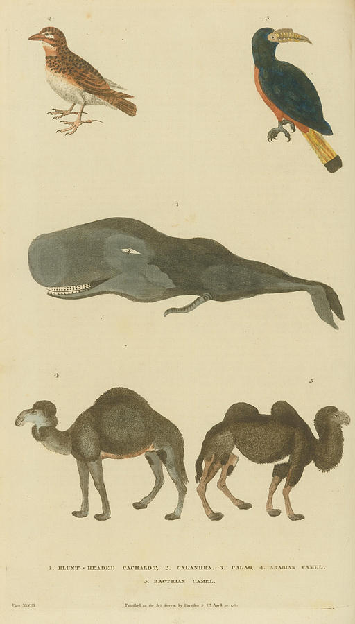 Birds Whale And Camels Painting