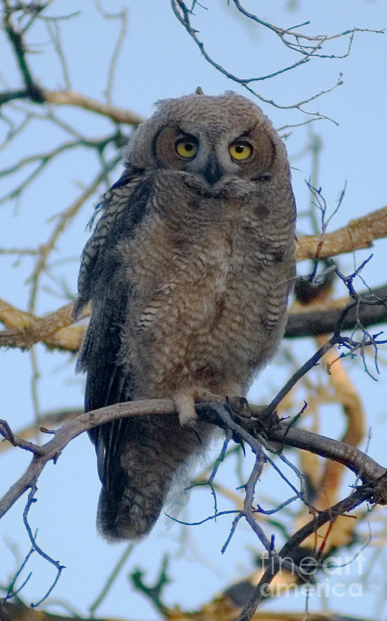Owl Photograph - Birds_d69 by Craig Lovell