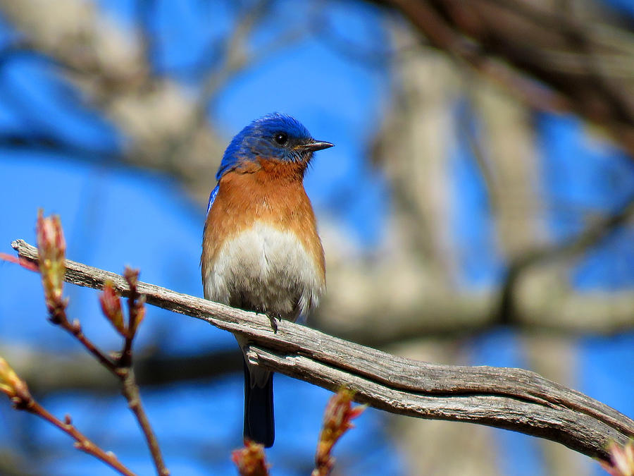 Birdsong in Blue Photograph by Dianne Cowen Cape Cod Photography
