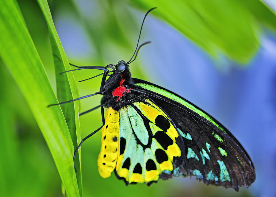 Birdwing Butterfly Photograph by Bill Dodsworth