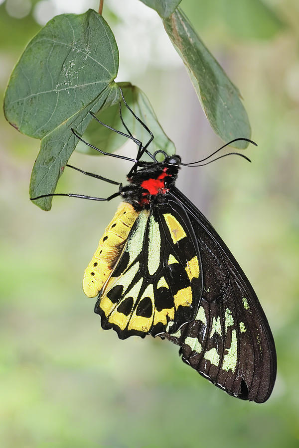 Butterfly Photograph - Birdwing Butterfly I by Dawn Currie