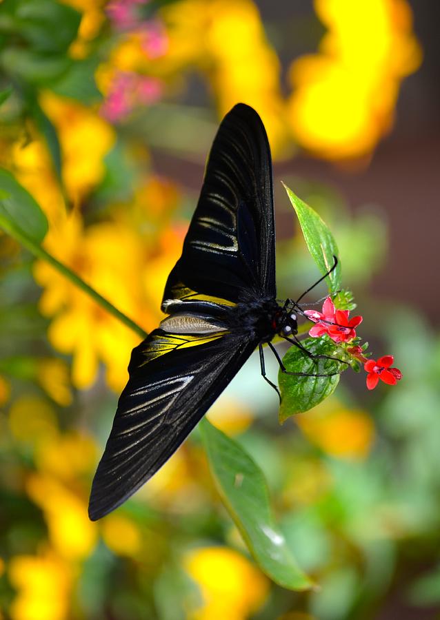 Birdwing Butterfly Photograph by Richard Bryce and Family