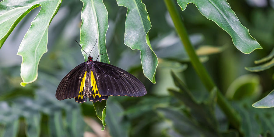 Butterfly Photograph - Birdwing by Calazones Flics