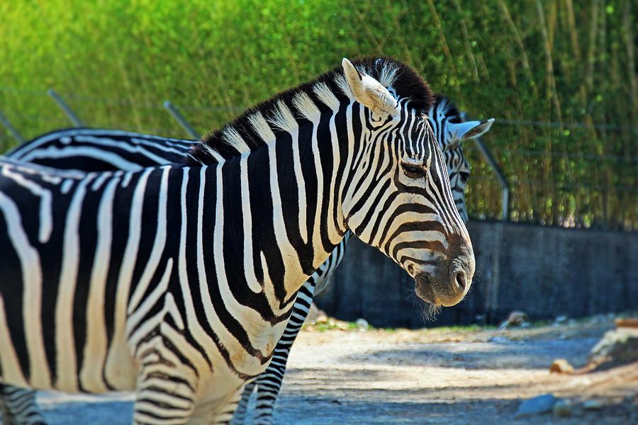 Birmingham Zebra Photograph by Michiale Schneider