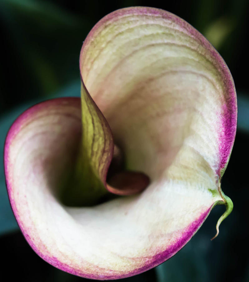 Birth of a Calla Lily Photograph by Cathy Donohoue