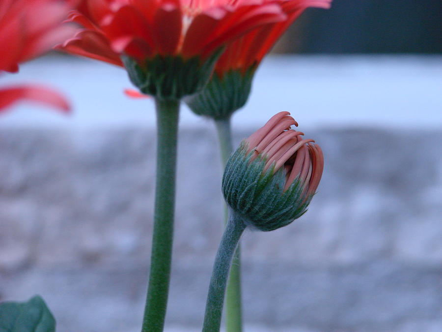 Birth of a Flower Photograph by Mary Halpin