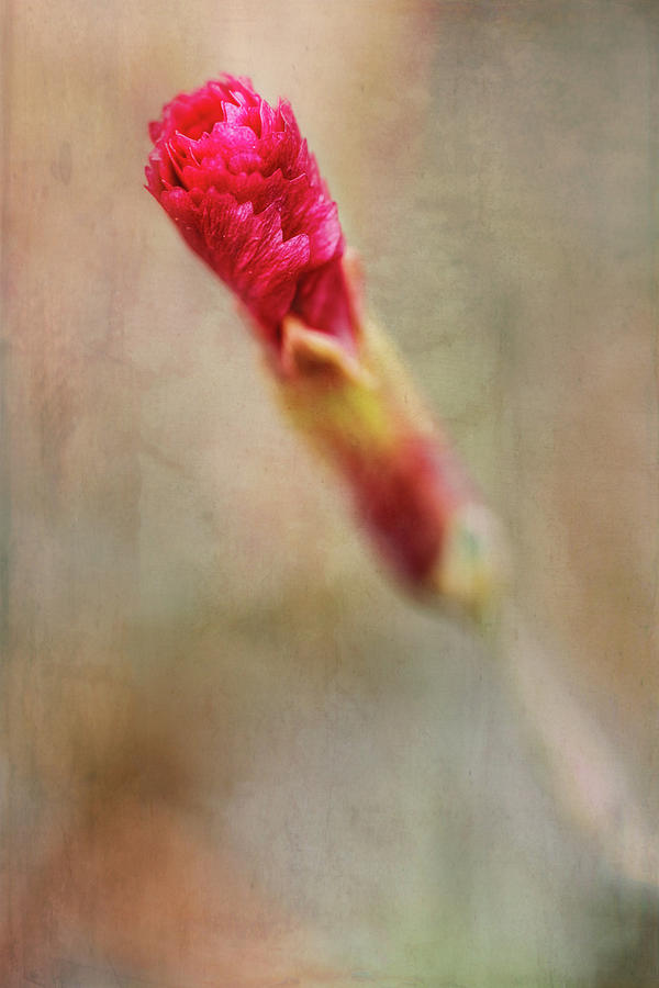 Birth of a Red Bloom Photograph by Robert FERD Frank