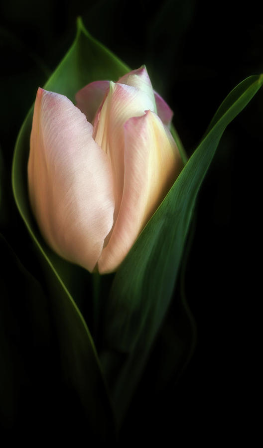 Birth of a Tulip Photograph by Mary Jo Allen