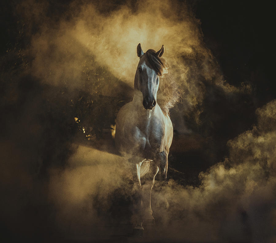Birth of Pegasus Photograph by Ekaterina Druz