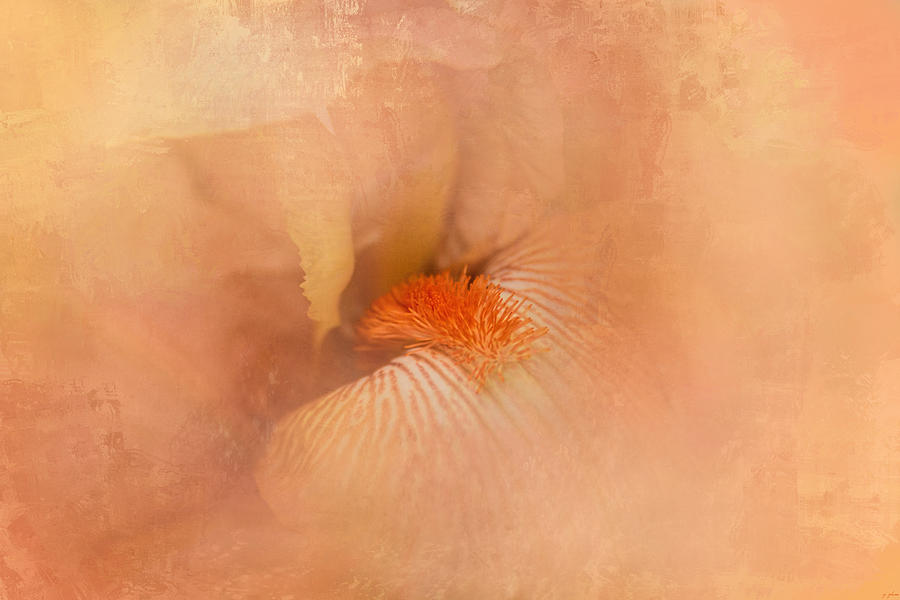 Birth of the Peach Iris Photograph by Jai Johnson