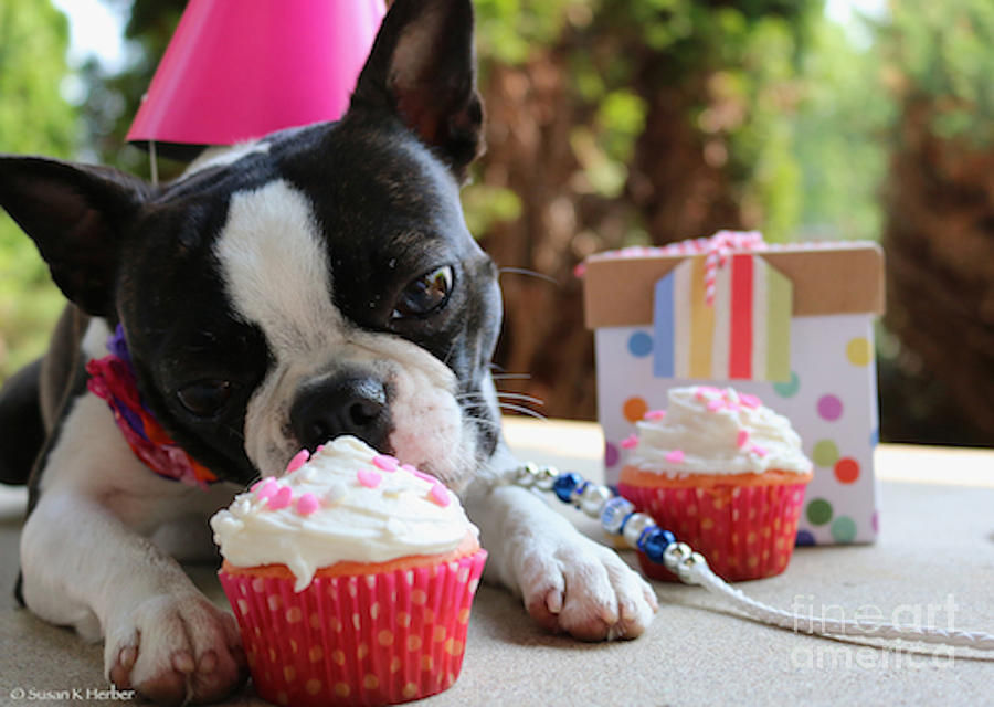 Birthday Cupcake Photograph by Susan Herber