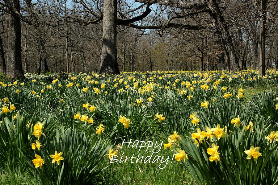 Flower Photograph - Birthday Daffodils by Rosanne Jordan