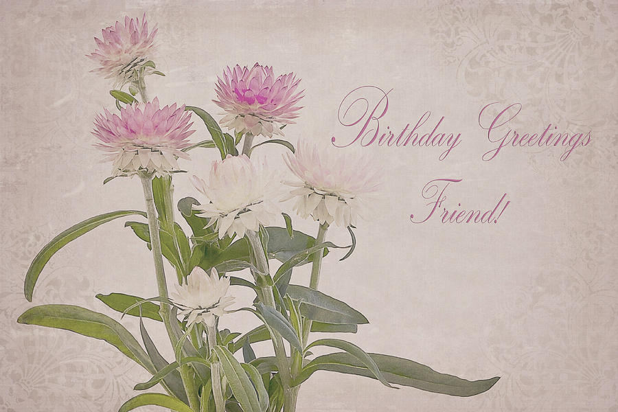 Birthday Card Photograph - Birthday Greetings Friend - Straw Flowers by Sandra Foster
