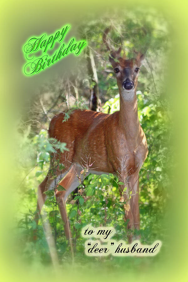 Deer Photograph - Birthday Husband Greeting Card - Buck Deer by Carol Senske