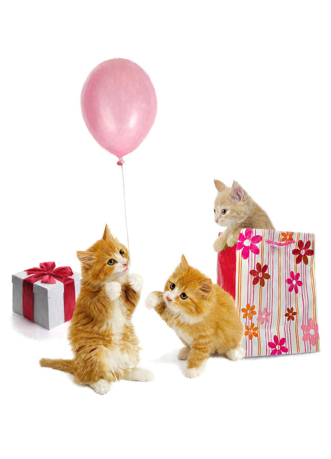 Birthday Kitties Digital Art by Bob Nolin