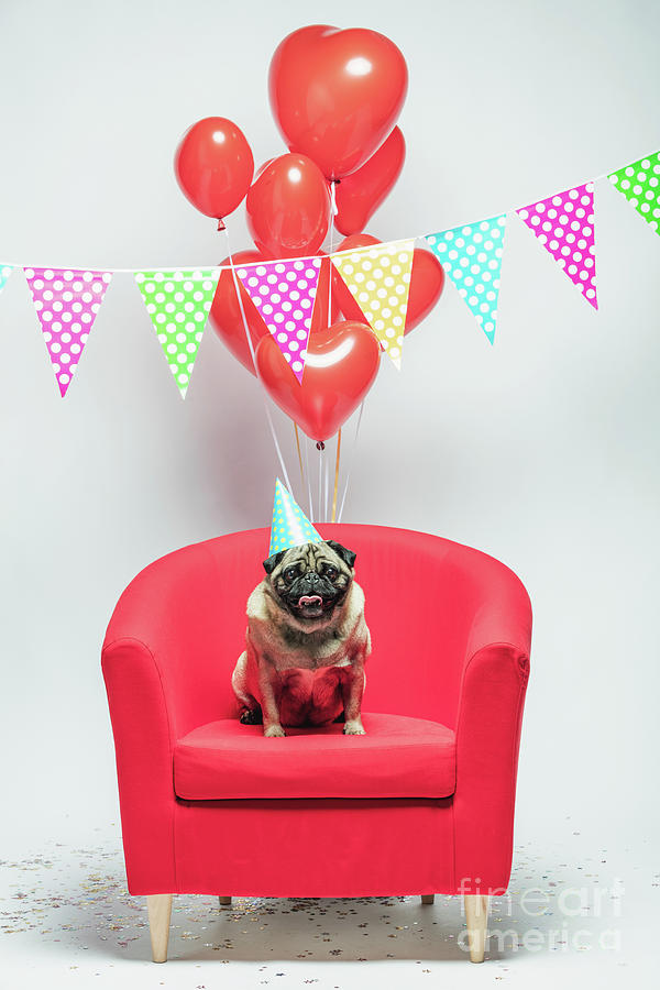 Birthday pug dog on a festive background. Photograph by Michal Bednarek