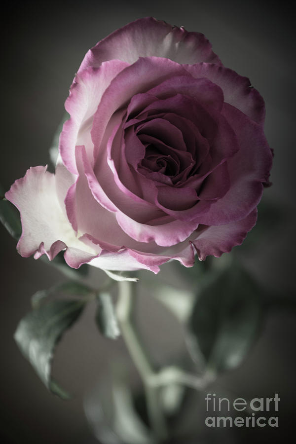 Birthday Rose Photograph by Deborah Klubertanz