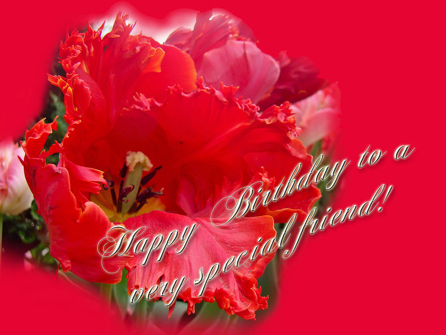 Birthday Special Friend - Red Parrot Tulip Photograph
