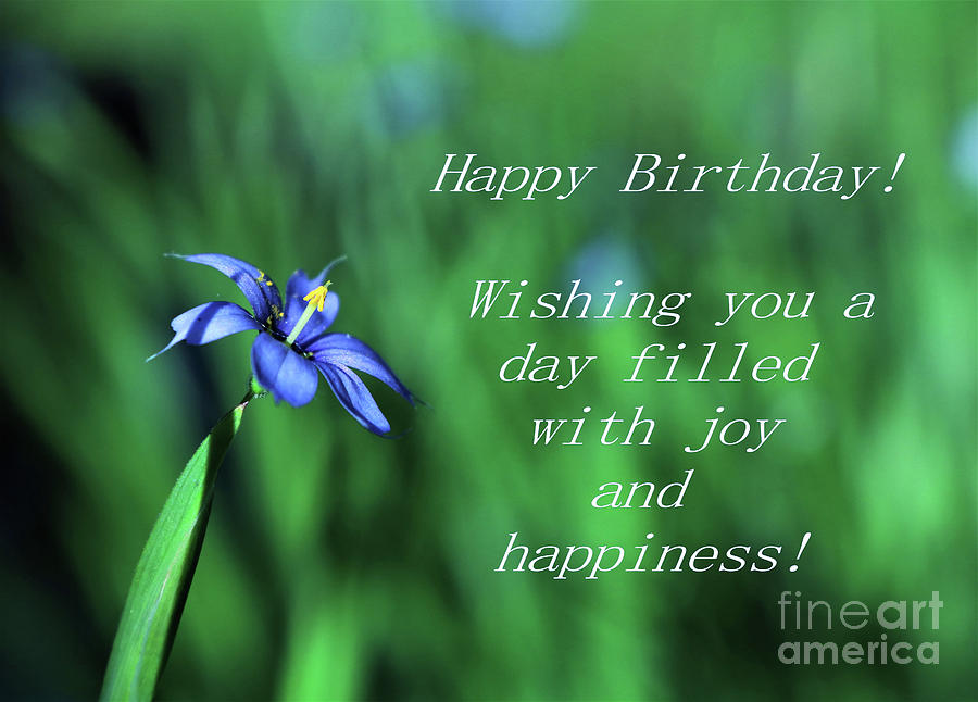 Birthday Wish Blue Eyed Grass Flower Photograph By Dee Leah G