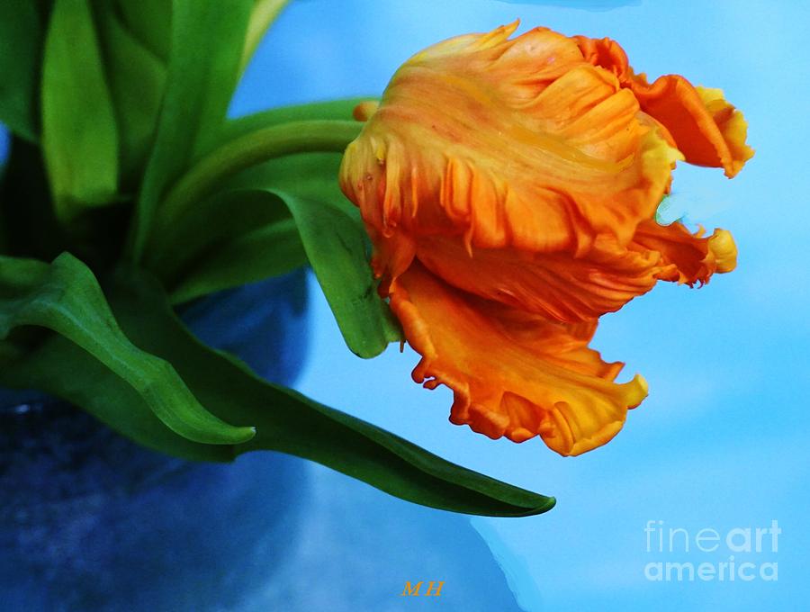 Birthing A Parrot Tulip Photograph by Marsha Heiken