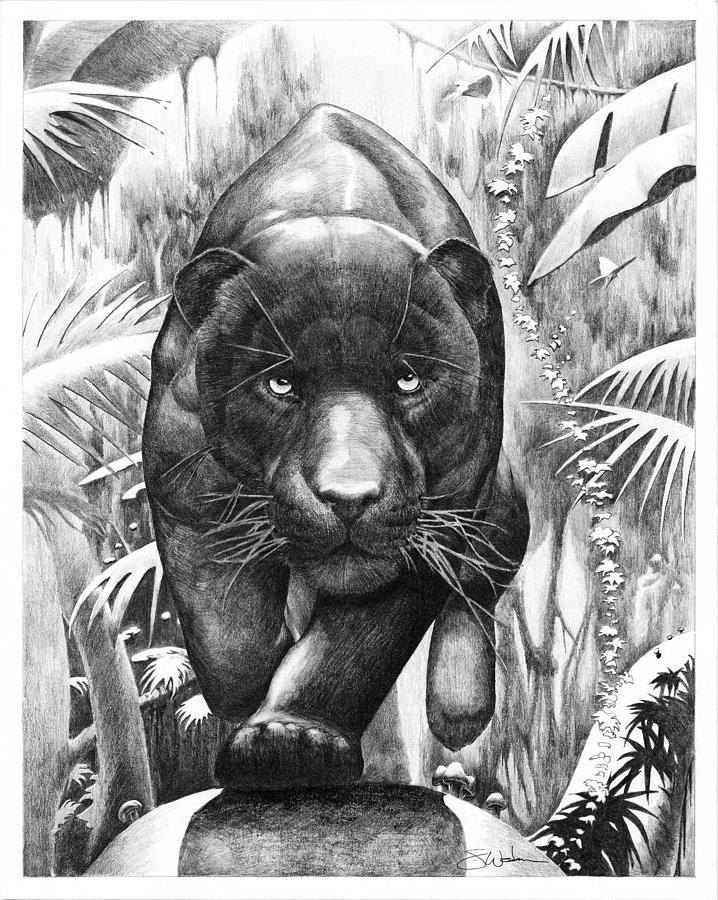 Bischu, the Black Panther Drawing by Steve Wedan - Fine Art America