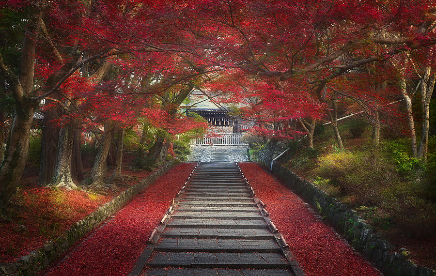 Tree Photograph - BIshamondo Temple Kyoto Japan by Yu Kodama Photography