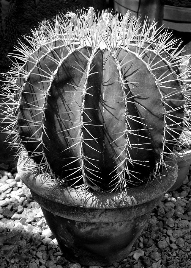 Pot Photograph - Bishops Cap Cactus by Betty Denise