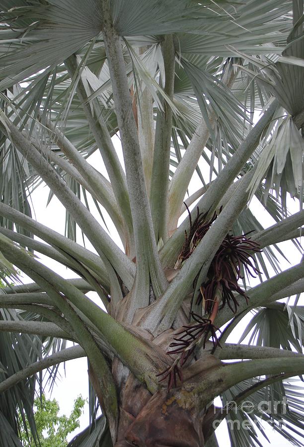 Nature Photograph - Bismark Palm by Dodie Ulery