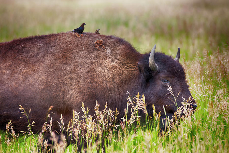 Bison and Blackbirds #1 Photograph by Hugh Smith