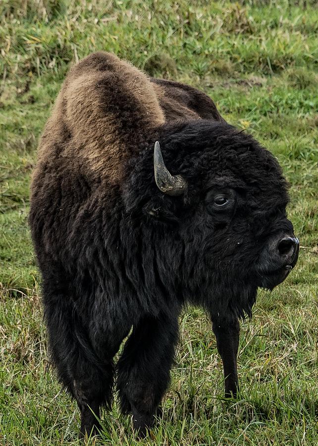 American Bison 02 Photograph by Robert Hayes - Fine Art America