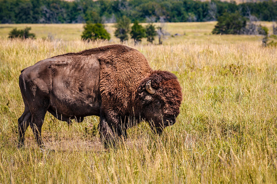Bison 2 Photograph by Doug Long