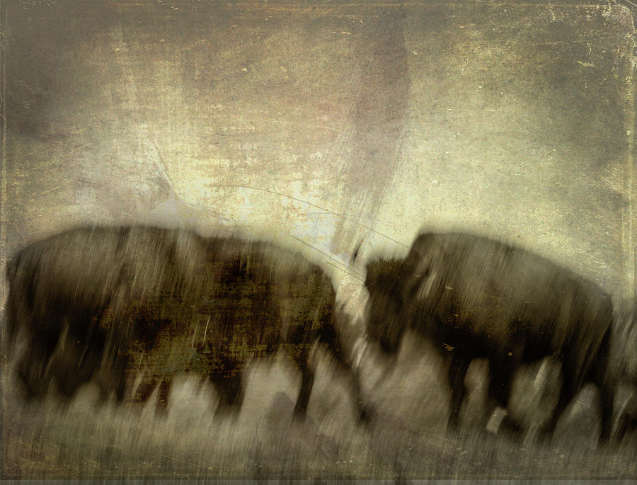 Bison 3 Photograph by Joye Ardyn Durham