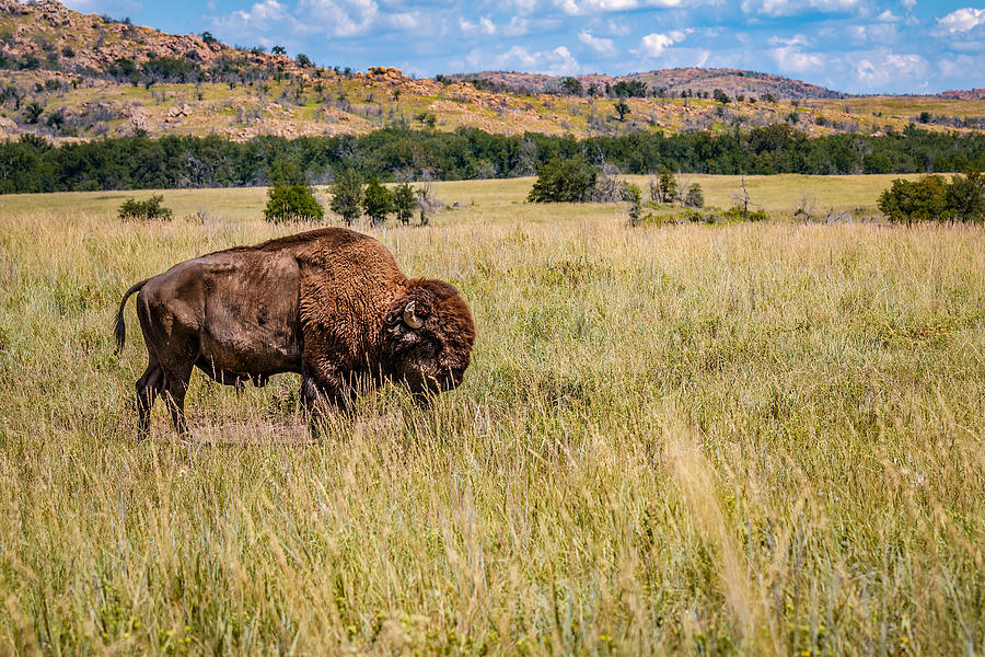 Bison 4 Photograph by Doug Long