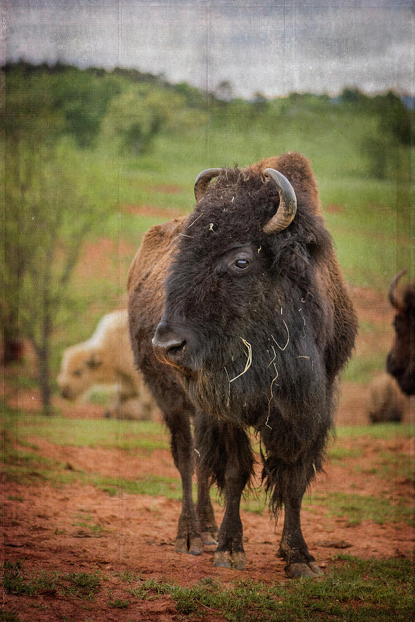 Bison 5 Photograph by Joye Ardyn Durham