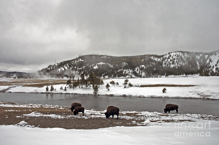 Bison along the Firehole River Photograph by Cindy Murphy - NightVisions