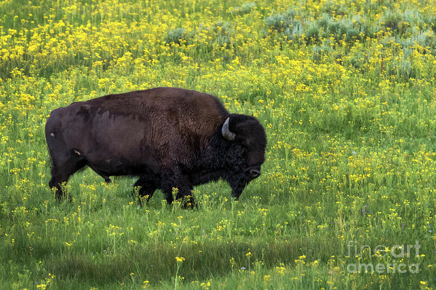 Bison Among The Wildflowers Photograph