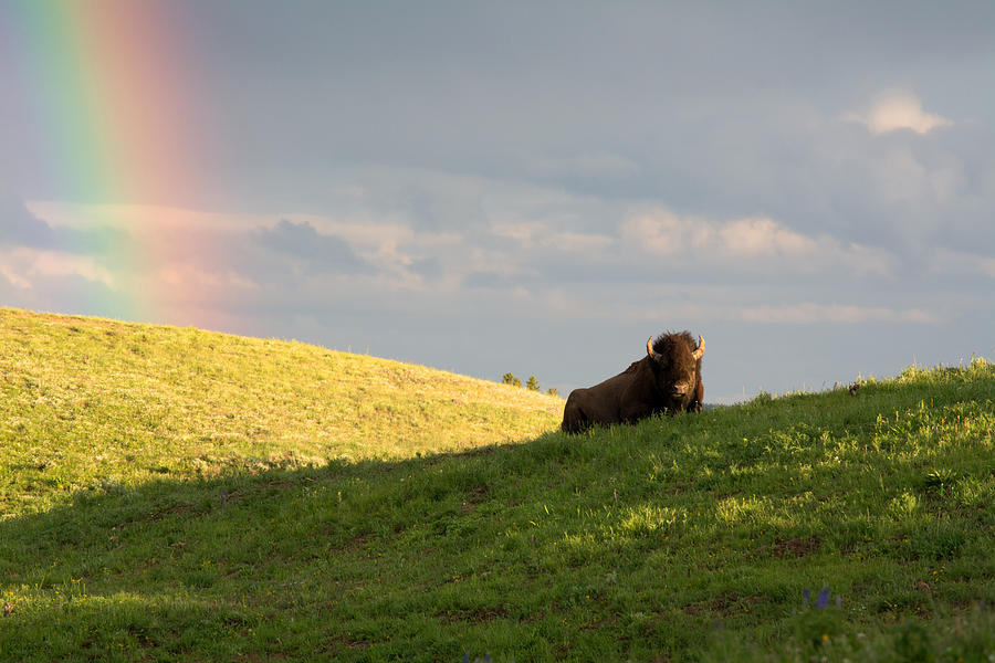 Bison And A Rainbow Photograph