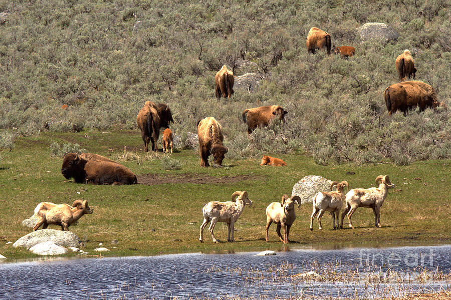 Bison And Bighorn Spring Picnic Photograph by Adam Jewell