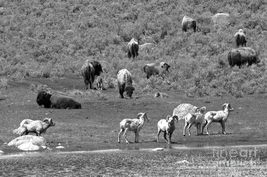 Bison Photograph - Bison And Bighorn Spring Picnic Black And White by Adam Jewell